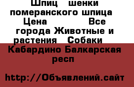 Шпиц - шенки померанского шпица › Цена ­ 20 000 - Все города Животные и растения » Собаки   . Кабардино-Балкарская респ.